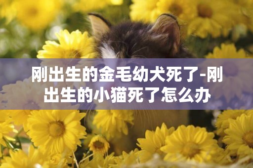 剛出生的金毛幼犬死了-剛出生的小貓死了怎么辦
