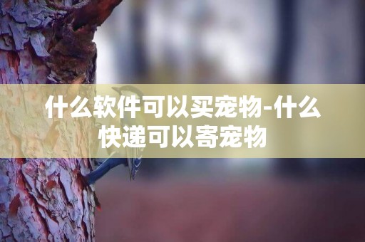 什么軟件可以買寵物-什么快遞可以寄寵物