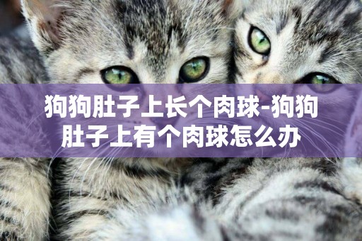 狗狗肚子上長個肉球-狗狗肚子上有個肉球怎么辦