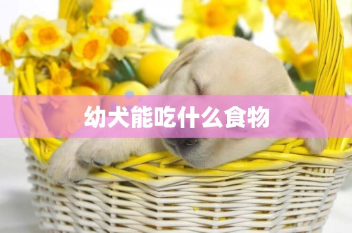 幼犬能吃什么食物