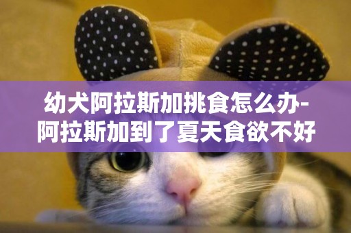 幼犬阿拉斯加挑食怎么辦-阿拉斯加到了夏天食欲不好怎么辦