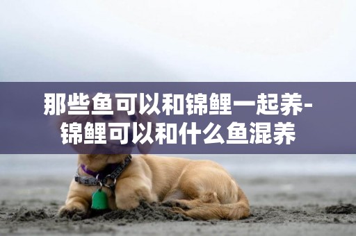 那些魚可以和錦鯉一起養-錦鯉可以和什么魚混養