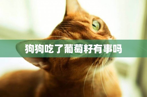 狗狗吃了葡萄籽有事嗎