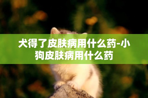 犬得了皮膚病用什么藥-小狗皮膚病用什么藥