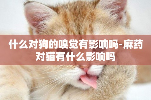 什么對狗的嗅覺有影響嗎-麻藥對貓有什么影響嗎
