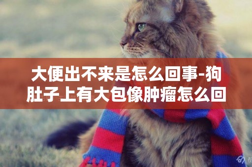 大便出不來是怎么回事-狗肚子上有大包像腫瘤怎么回事