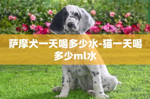 薩摩犬一天喝多少水-貓一天喝多少ml水
