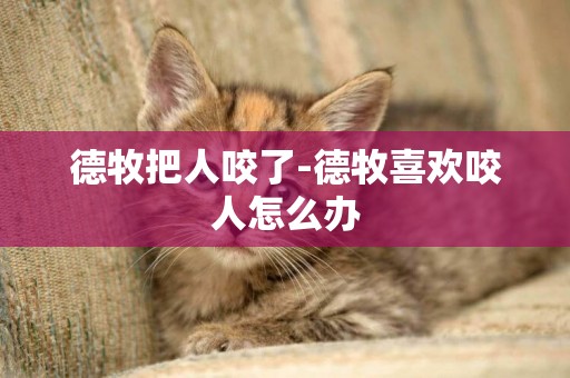 德牧把人咬了-德牧喜歡咬人怎么辦