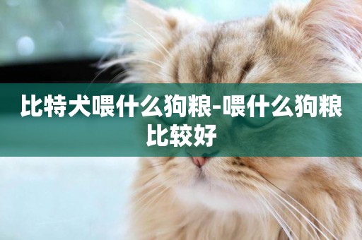 比特犬喂什么狗糧-喂什么狗糧比較好