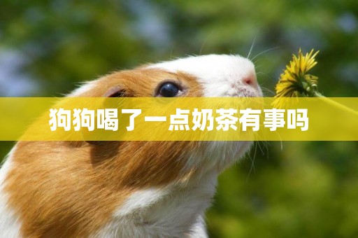 狗狗喝了一點奶茶有事嗎