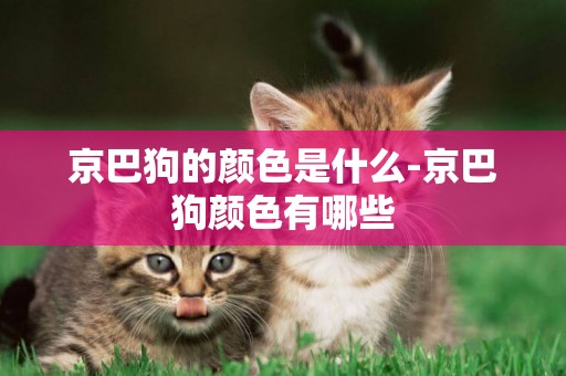 京巴狗的顏色是什么-京巴狗顏色有哪些