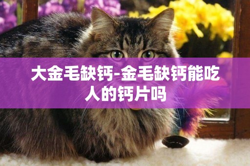 大金毛缺鈣-金毛缺鈣能吃人的鈣片嗎
