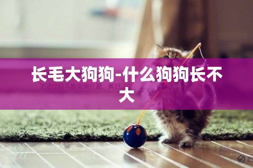 長毛大狗狗-什么狗狗長不大