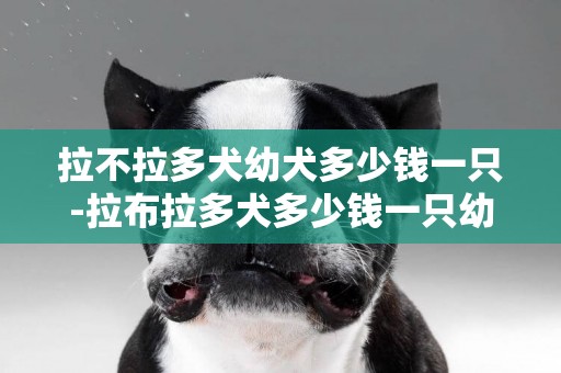 拉不拉多犬幼犬多少錢一只-拉布拉多犬多少錢一只幼犬價格