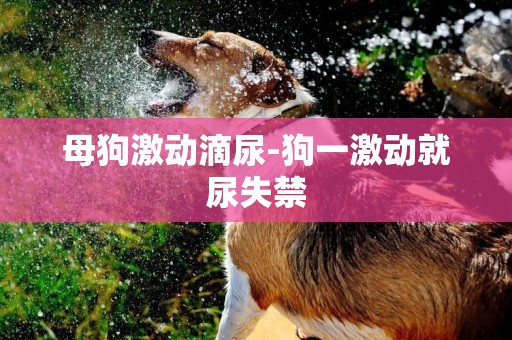 母狗激動滴尿-狗一激動就尿失禁
