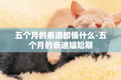五個月的泰迪都懂什么-五個月的泰迪尷尬期