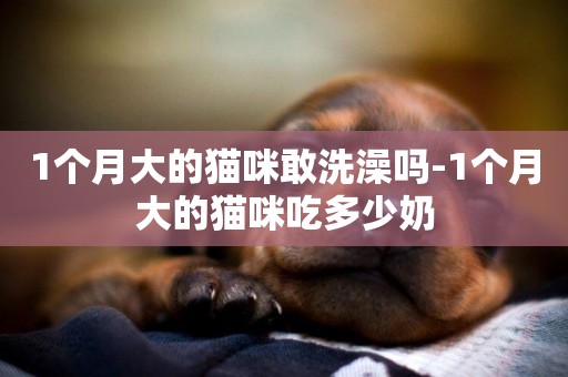 1個月大的貓咪敢洗澡嗎-1個月大的貓咪吃多少奶