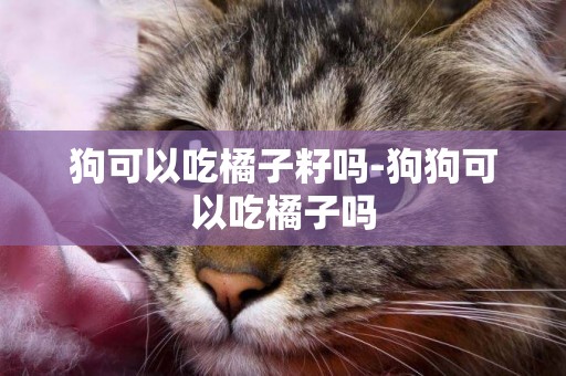 狗可以吃橘子籽嗎-狗狗可以吃橘子嗎