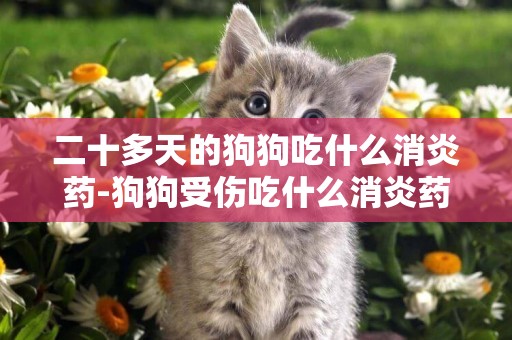 二十多天的狗狗吃什么消炎藥-狗狗受傷吃什么消炎藥