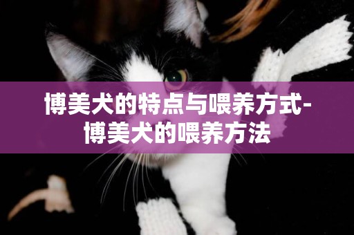 博美犬的特點與喂養方式-博美犬的喂養方法