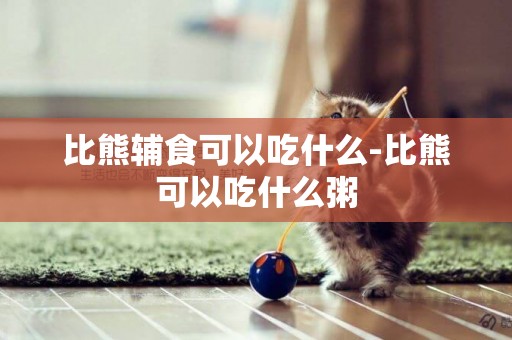 比熊輔食可以吃什么-比熊可以吃什么粥