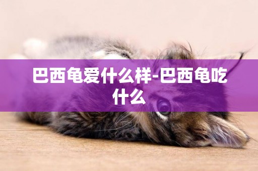 巴西龜愛什么樣-巴西龜吃什么