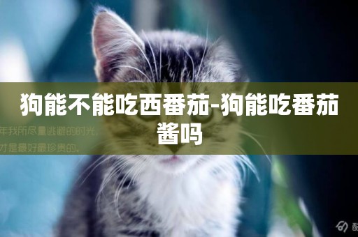 狗能不能吃西番茄-狗能吃番茄醬嗎