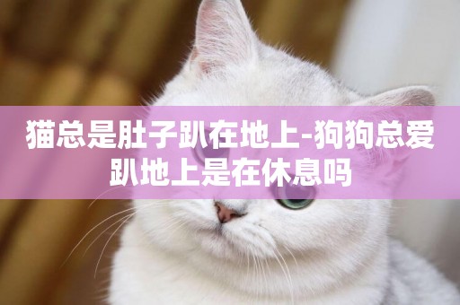 貓總是肚子趴在地上-狗狗總愛趴地上是在休息嗎
