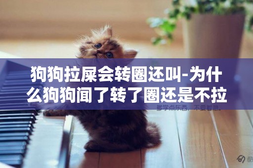 狗狗拉屎會轉圈還叫-為什么狗狗聞了轉了圈還是不拉屎