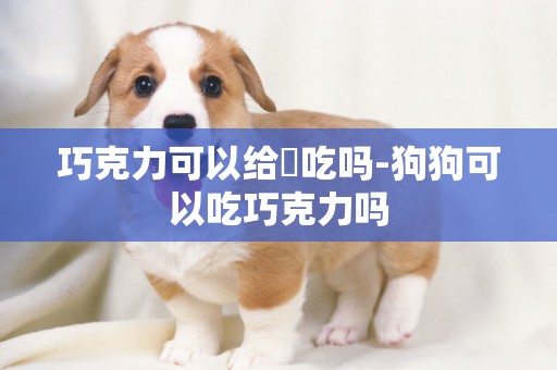 巧克力可以給貓吃嗎-狗狗可以吃巧克力嗎