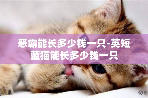 惡霸能長多少錢一只-英短藍貓能長多少錢一只