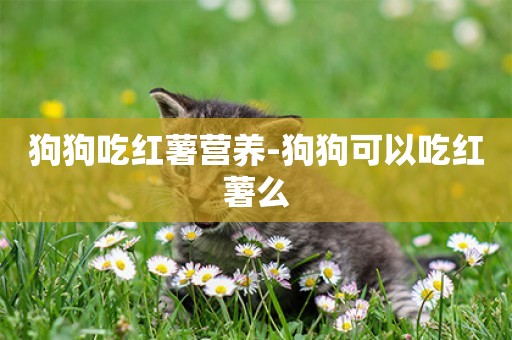 狗狗吃紅薯營養-狗狗可以吃紅薯么