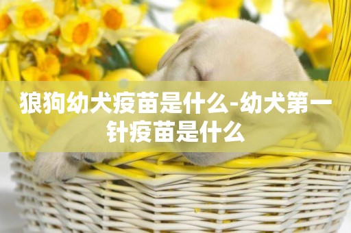狼狗幼犬疫苗是什么-幼犬第一針疫苗是什么