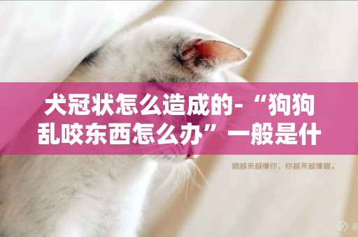 犬冠狀怎么造成的-“狗狗亂咬東西怎么辦”一般是什么原因造成的