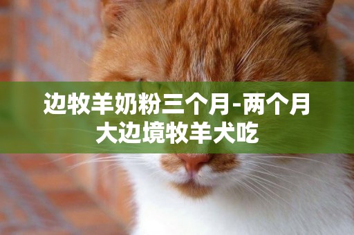 邊牧羊奶粉三個月-兩個月大邊境牧羊犬吃
