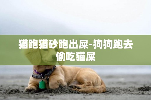 貓跑貓砂跑出屎-狗狗跑去偷吃貓屎