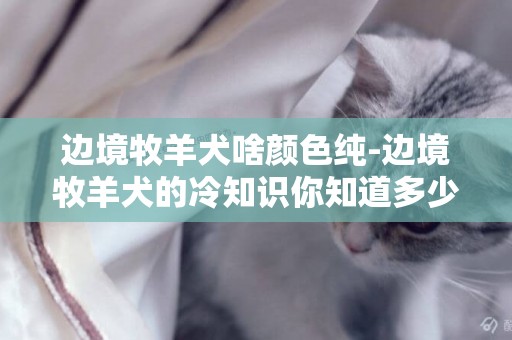 邊境牧羊犬啥顏色純-邊境牧羊犬的冷知識你知道多少