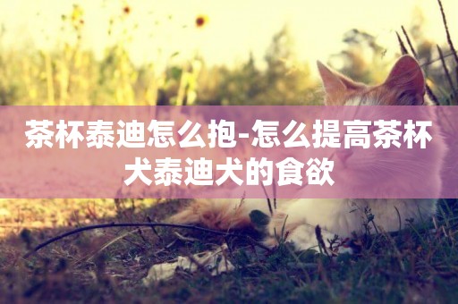 茶杯泰迪怎么抱-怎么提高茶杯犬泰迪犬的食欲