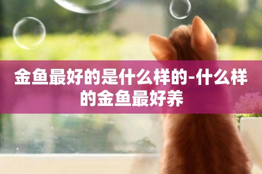 金魚最好的是什么樣的-什么樣的金魚最好養