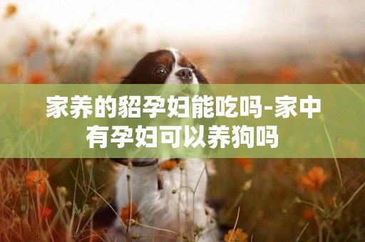 家養的貂孕婦能吃嗎-家中有孕婦可以養狗嗎