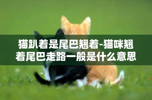 貓趴著是尾巴翹著-貓咪翹著尾巴走路一般是什么意思