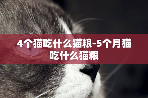 4個貓吃什么貓糧-5個月貓吃什么貓糧
