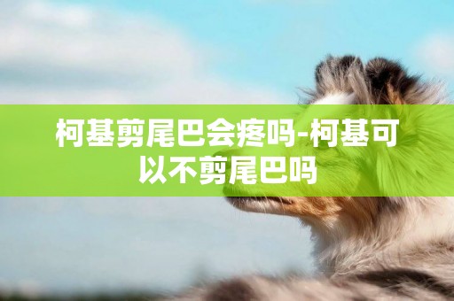 柯基剪尾巴會疼嗎-柯基可以不剪尾巴嗎