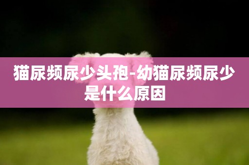 貓尿頻尿少頭孢-幼貓尿頻尿少是什么原因