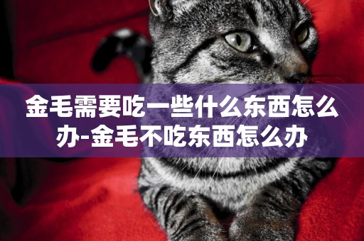 金毛需要吃一些什么東西怎么辦-金毛不吃東西怎么辦