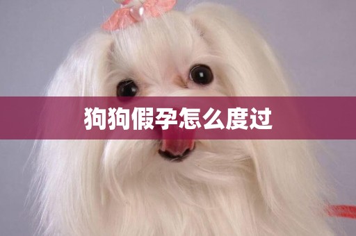 狗狗假孕怎么度過