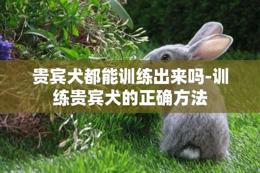 貴賓犬都能訓練出來嗎-訓練貴賓犬的正確方法
