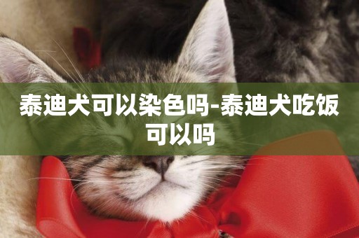 泰迪犬可以染色嗎-泰迪犬吃飯可以嗎