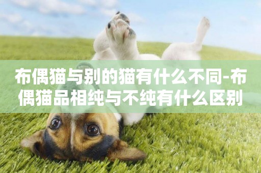 布偶貓與別的貓有什么不同-布偶貓品相純與不純有什么區別