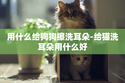 用什么給狗狗擦洗耳朵-給貓洗耳朵用什么好